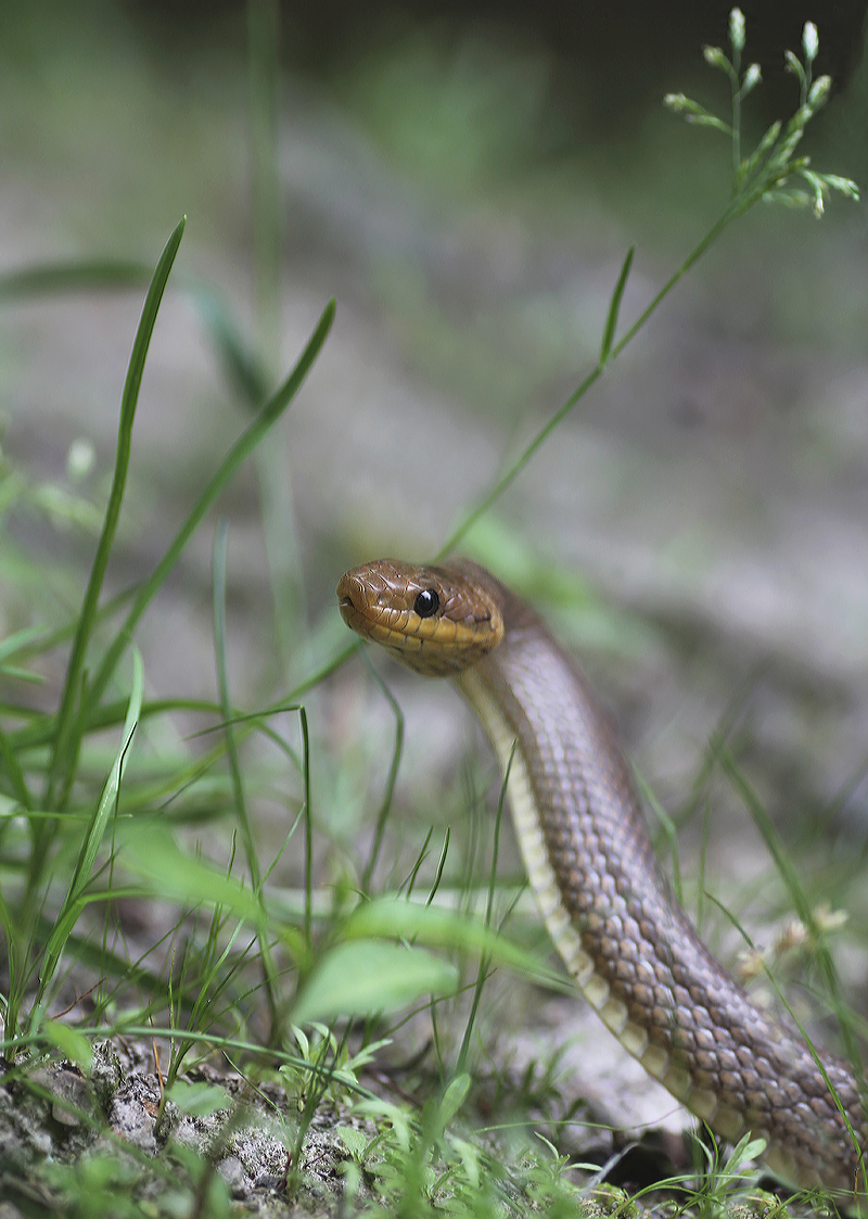 skulapnatter (2).jpg