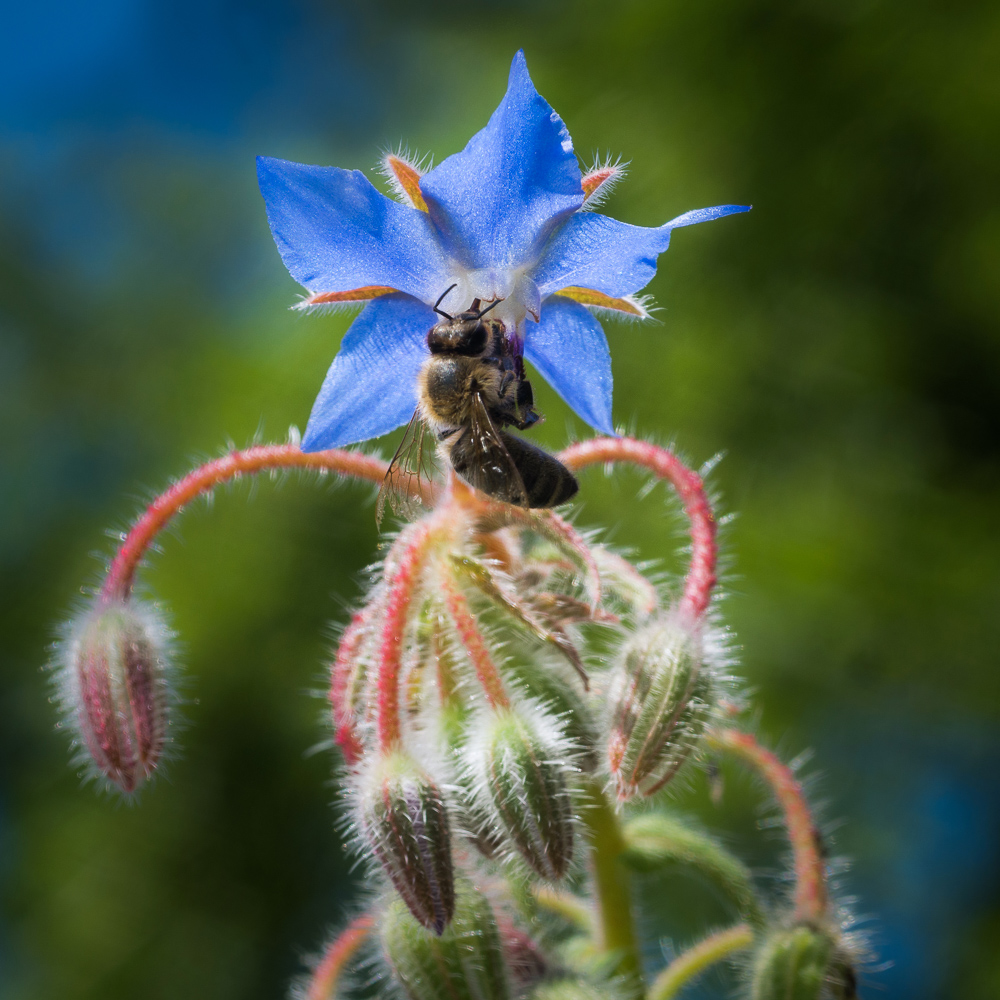 P1110431-1.jpg