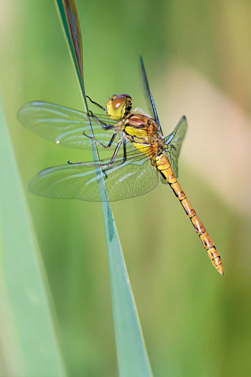 20150703-_1400744web_180-Bearbeitet.jpg