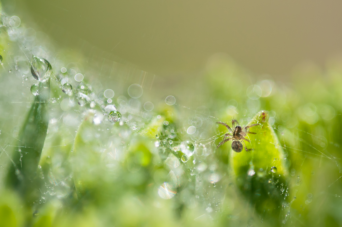 Pisaura mirabilis 45.jpg