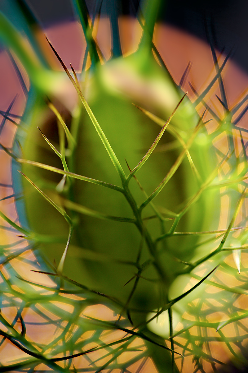 Jungfer im Grünen_1200px.jpg