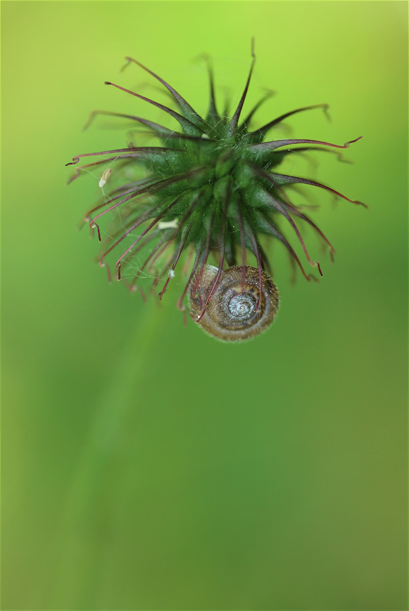 gemeine haarschnecke01.jpg