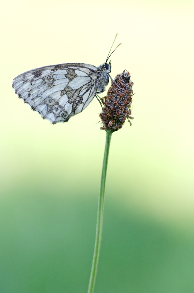 IMGP2774a1000 rurberg.JPG