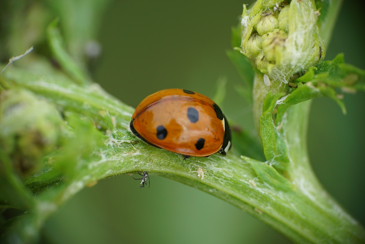 1200_marienkaeferPlusMiniviech.jpg