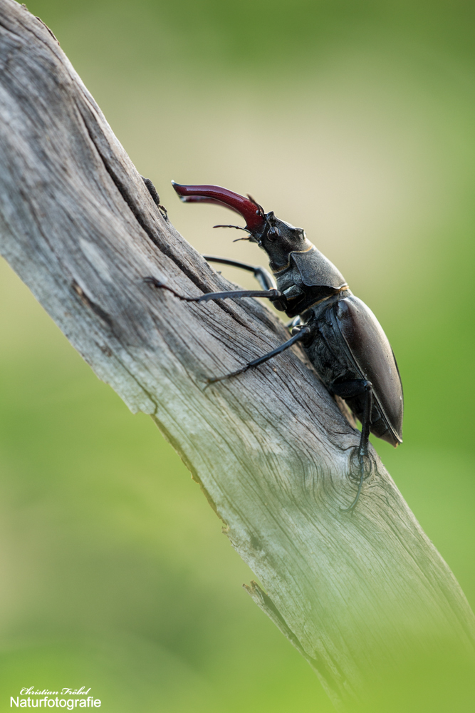 Hirschkäfer fertig.jpg