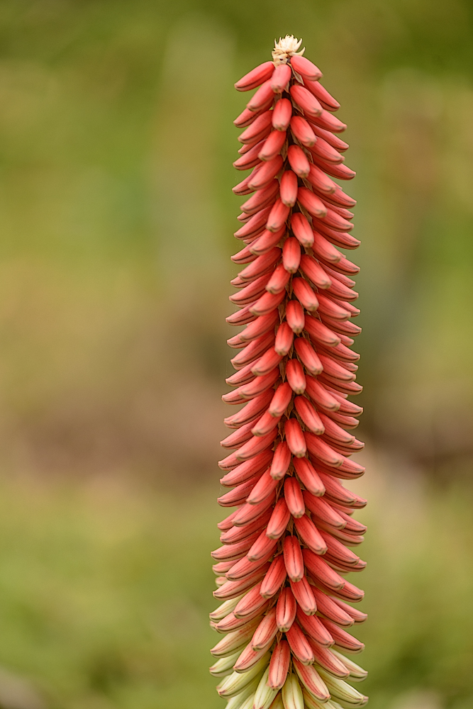 Kaktusblüte.jpg