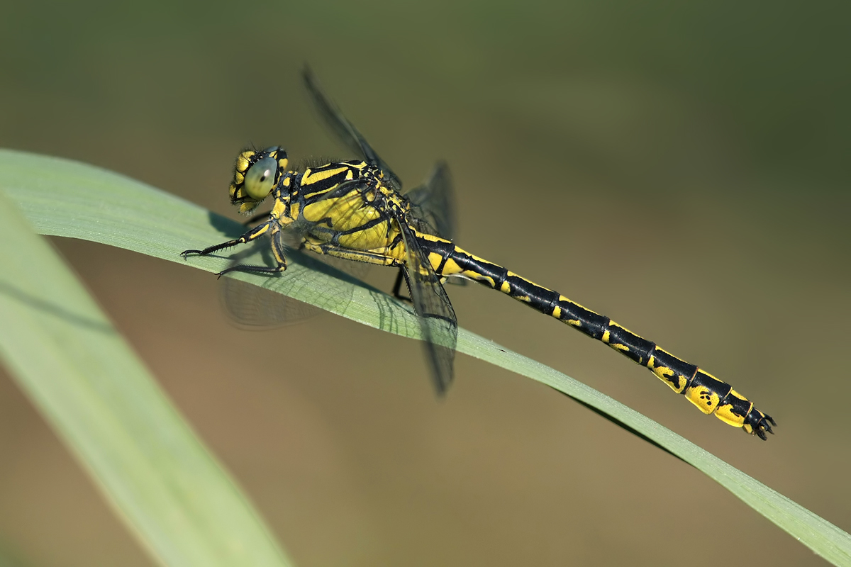 Gomphus graslinii_m_IMG_5372b.jpg