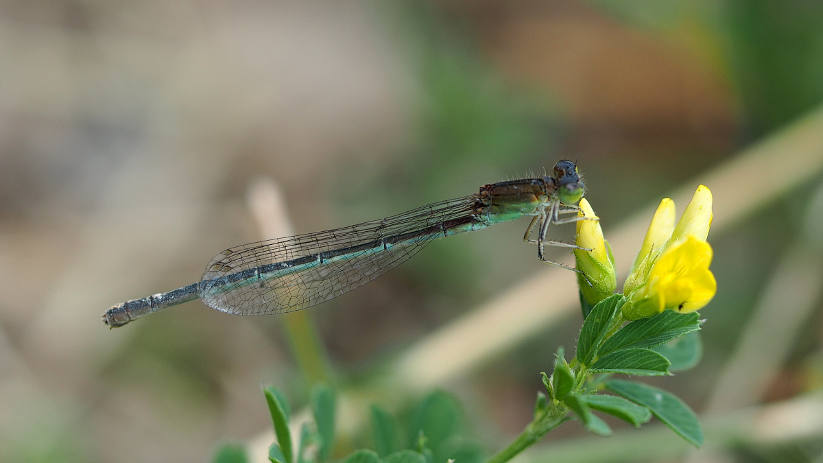 M5260314_2015-07-26_unbekannte-Libelle.JPG