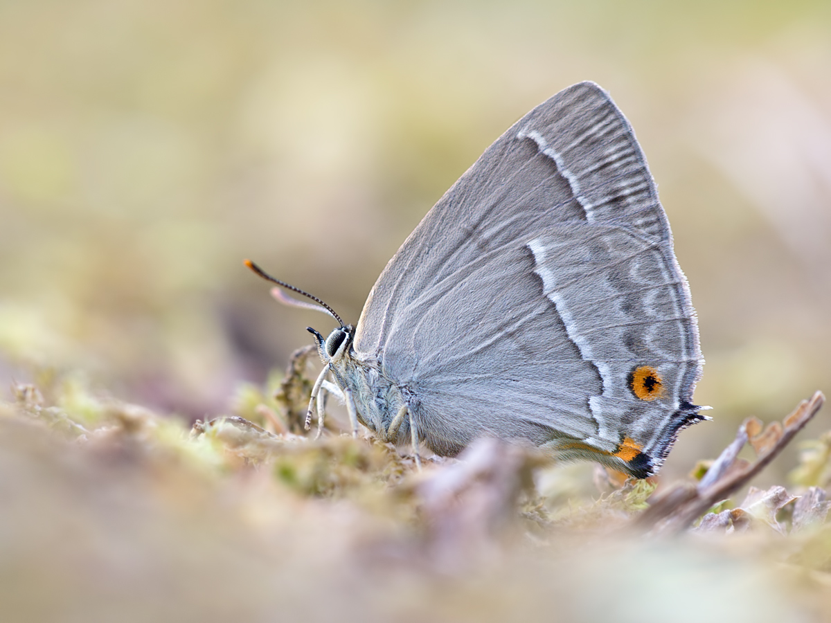 Neozephyrus-quercus-OG075211.jpg