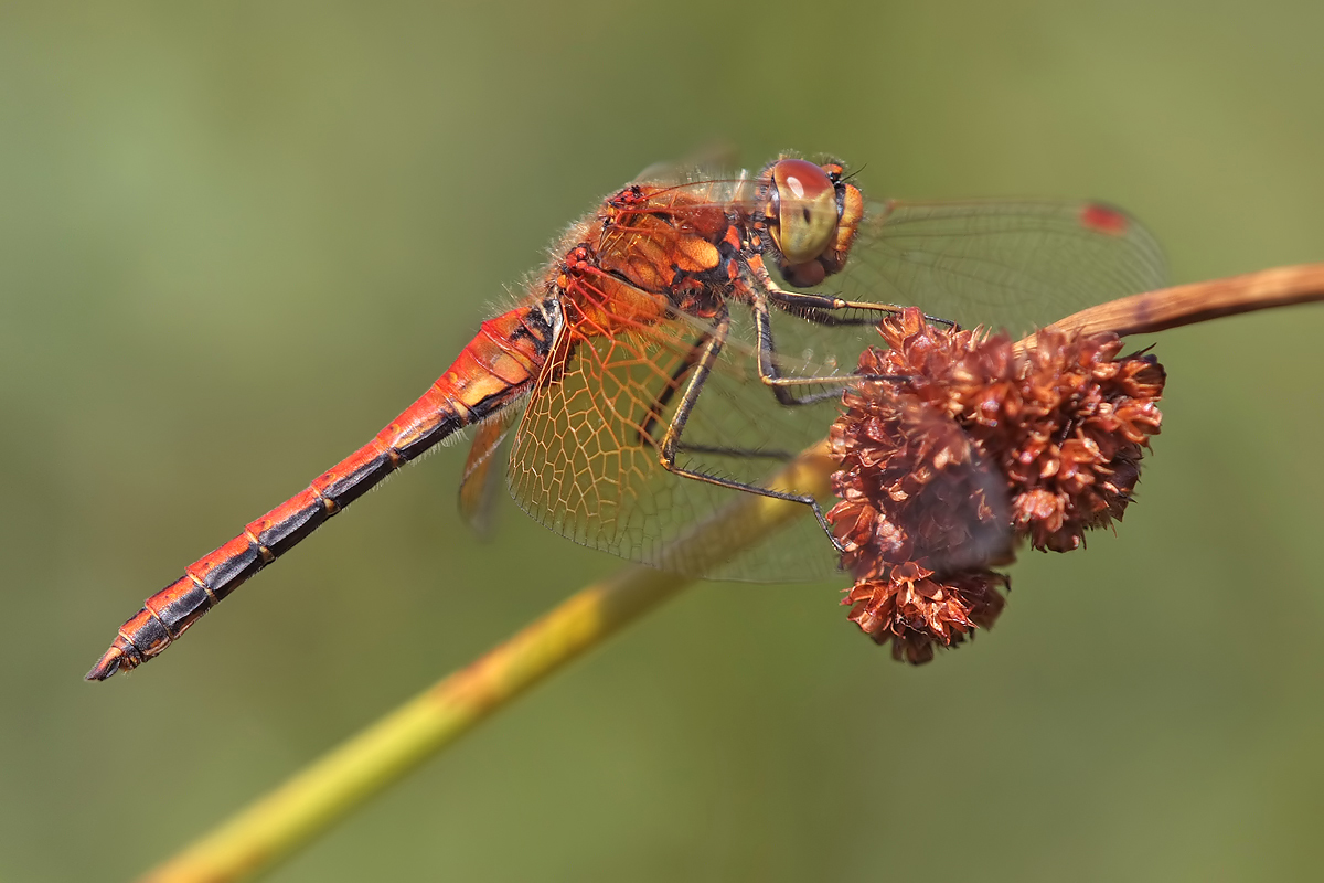 Sympetrum_flaveolum_m_IMG_9833b.jpg