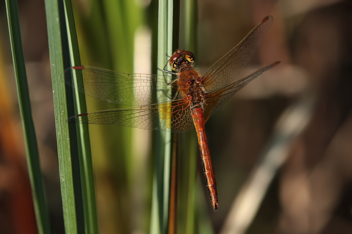 Sympetrum flaveolum_m_IMG_9246.jpg