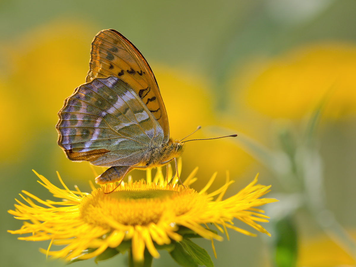 Argynnis-paphia-OG115765.jpg