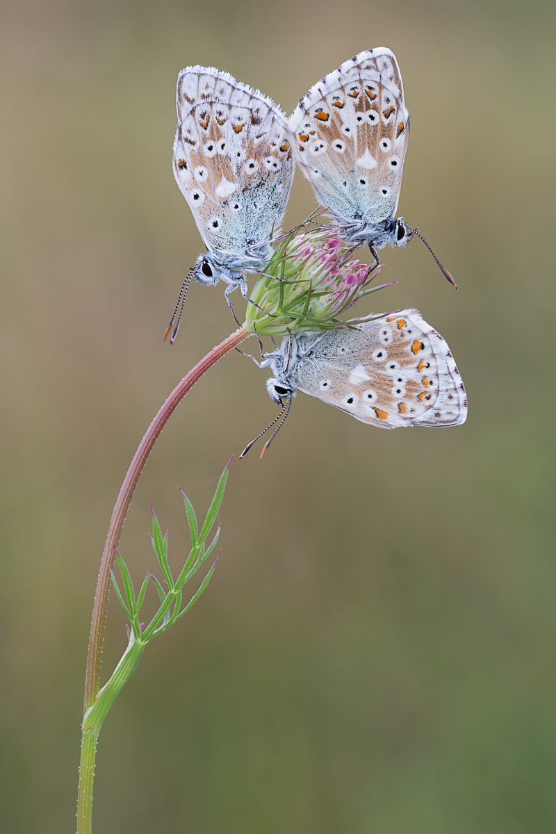 20150801-IMG_2778 ZS13-b.jpg
