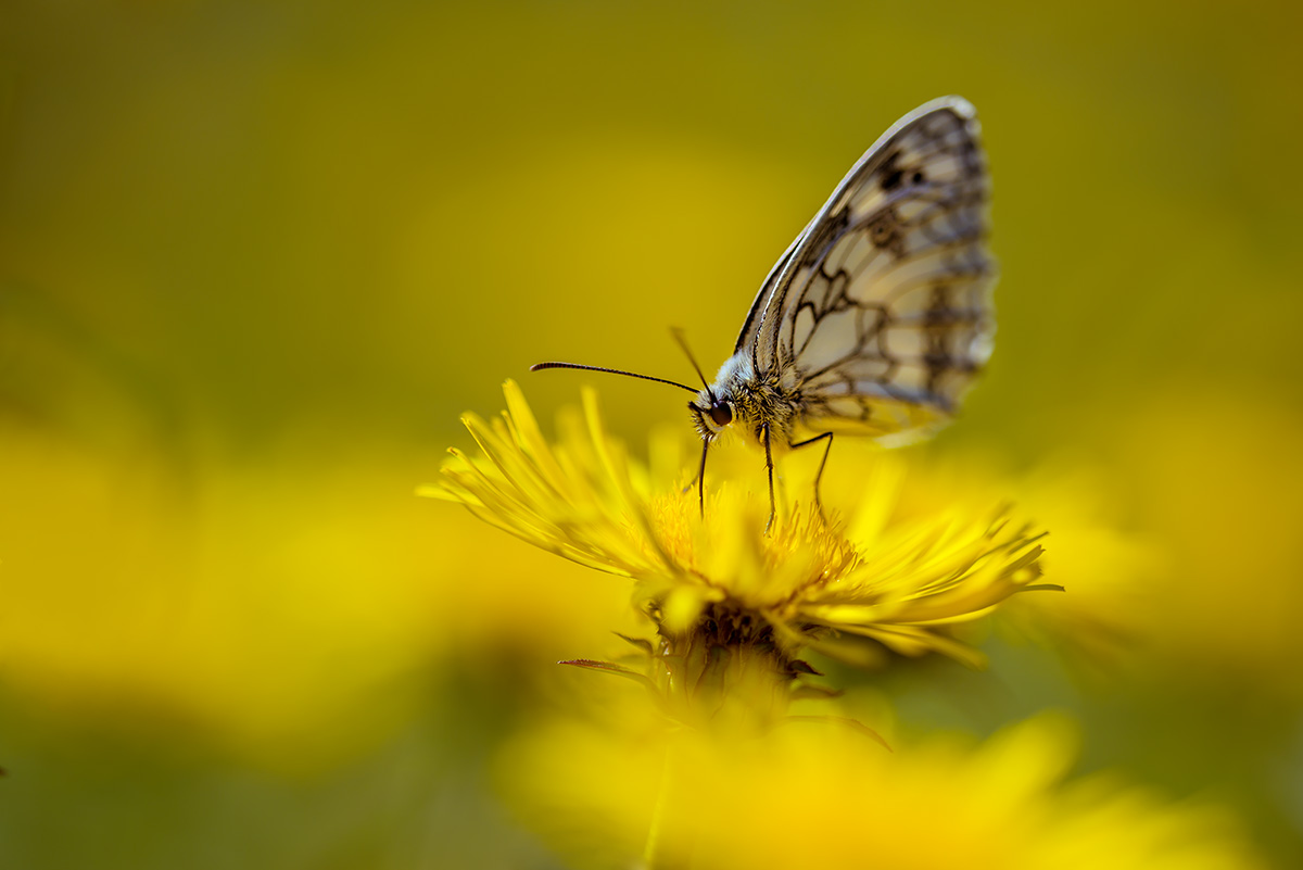 compSchachbrettfalter28.6.2015MerishausenDSC_8664.jpg