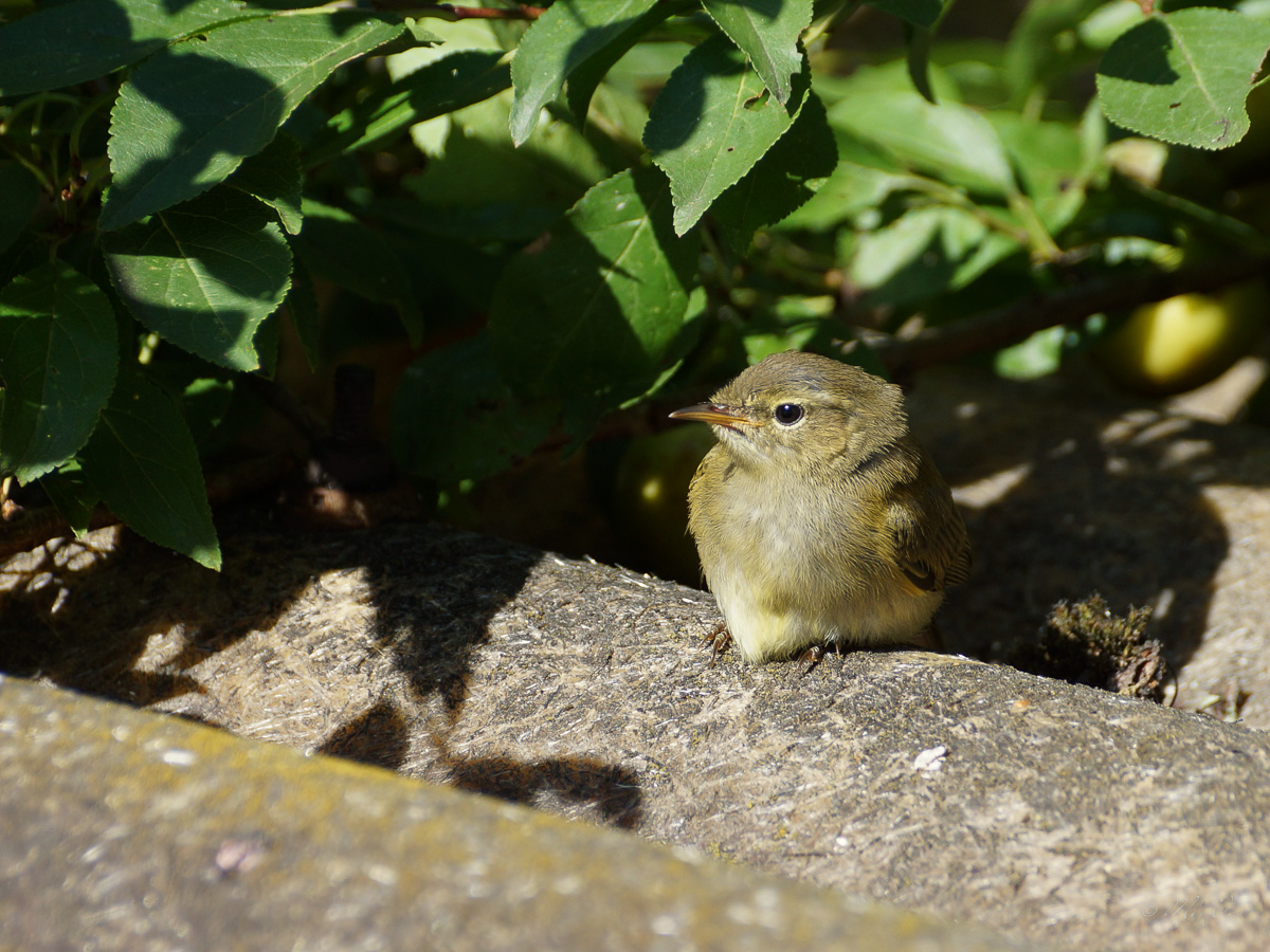 ZilpZalp2LR_1200web (1 von 1).jpg