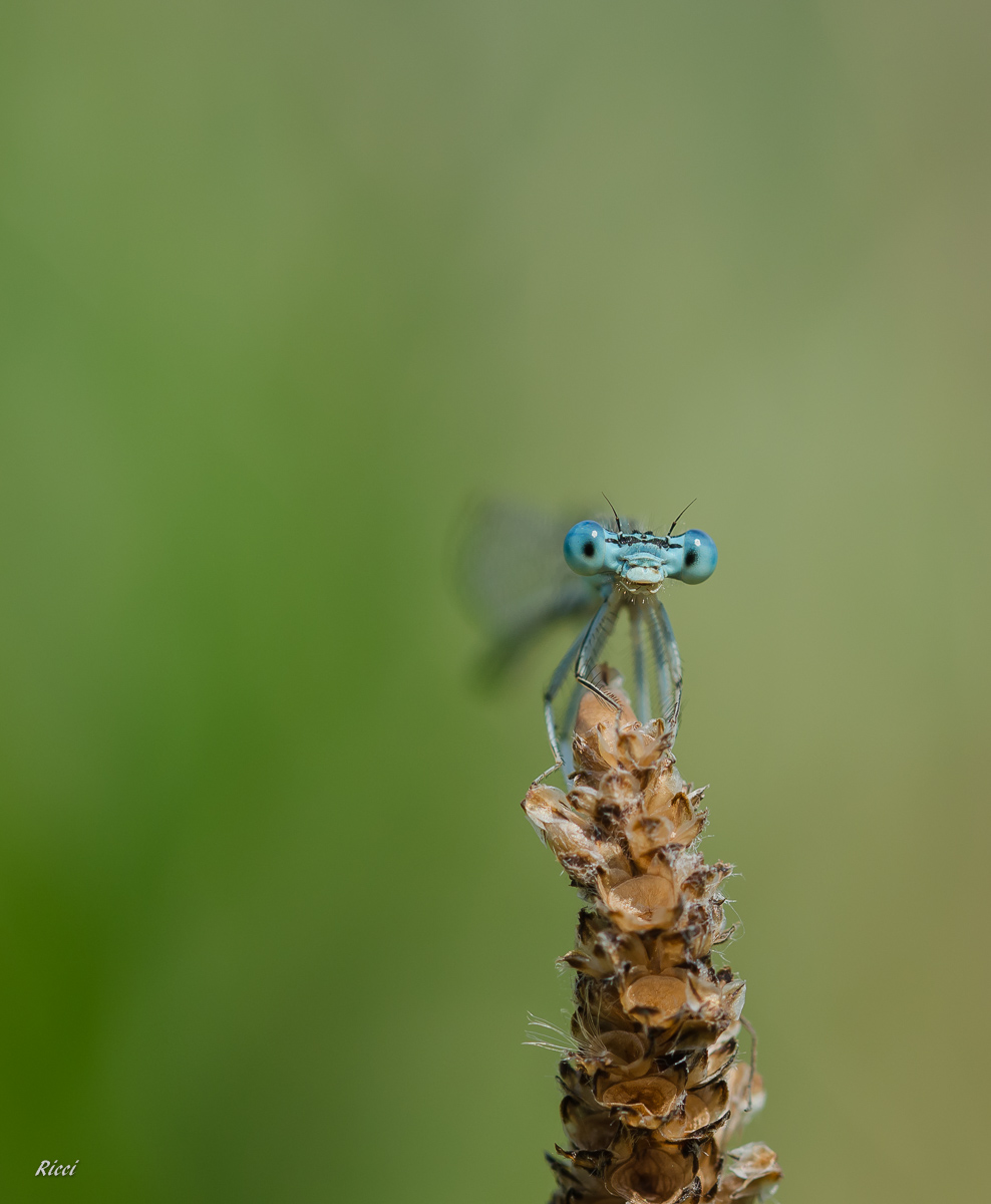 20150811-Ricci11. August 2015DSC_0006.jpg