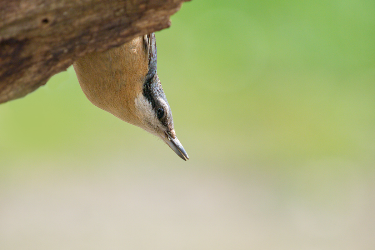 Sitta-europaea-OG163759.jpg