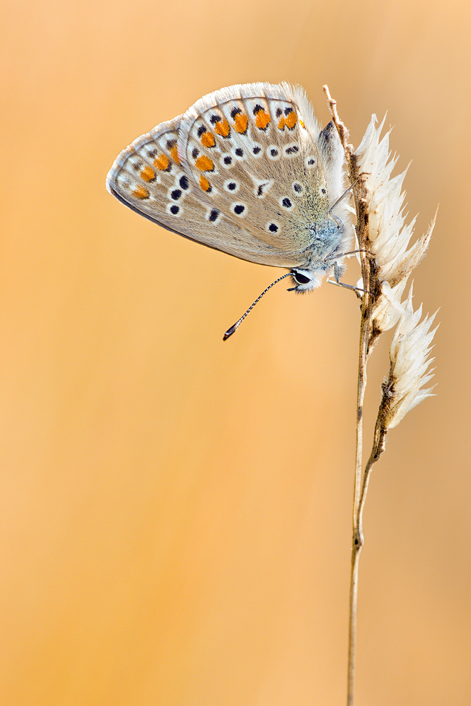 Polyommatus-icarus-OG098835.jpg