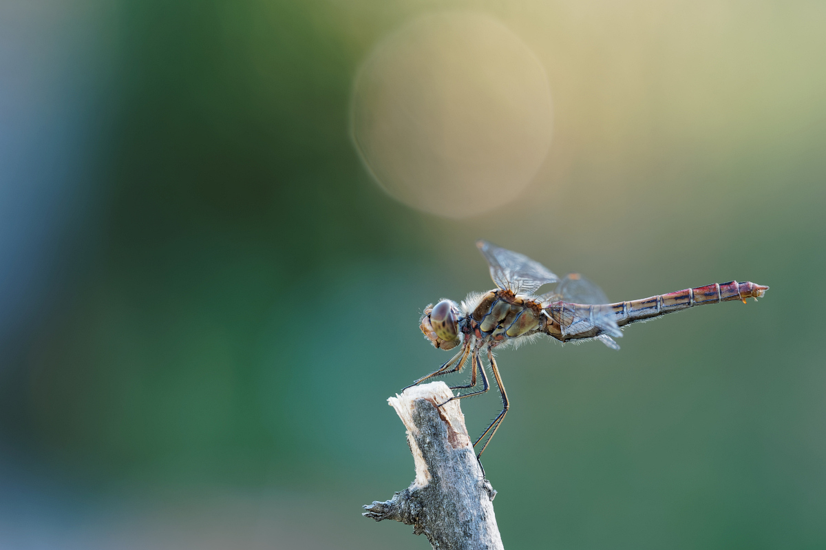 M5301790_2015-08-30_Gemeine-Heidelibelle_HG.jpg