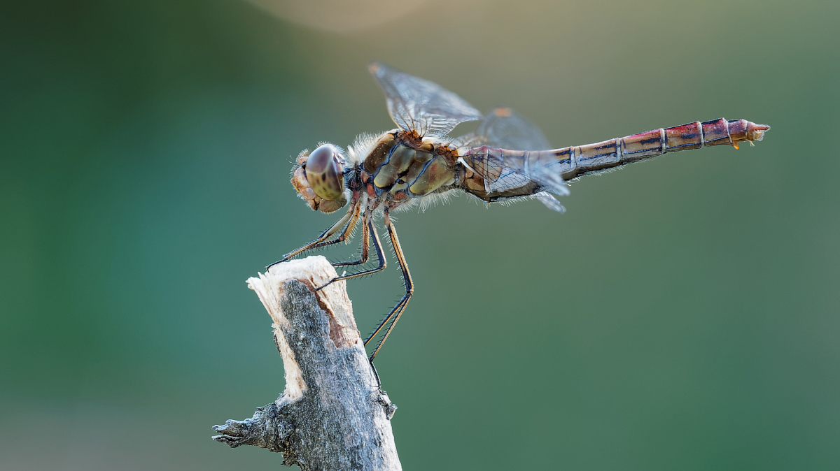 M5301790_2015-08-30_Gemeine-Heidelibelle_16-9.jpg