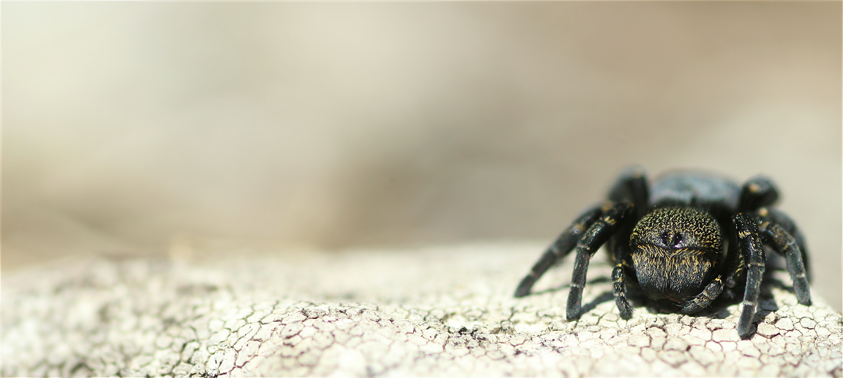 eresus kollari01w.jpg
