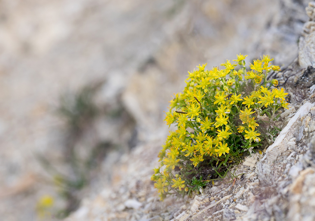 DSC05573 .Saxifraga aizoides.kl.jpg