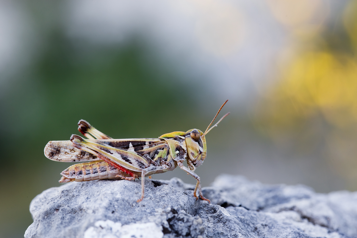 557B0851-Oedaleus decorus.jpg