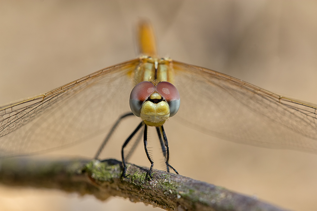 Libellen Frühe Heidelibelle 26.7.2015.jpg