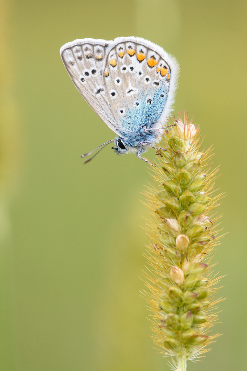 Mir-20150903-9651.jpg