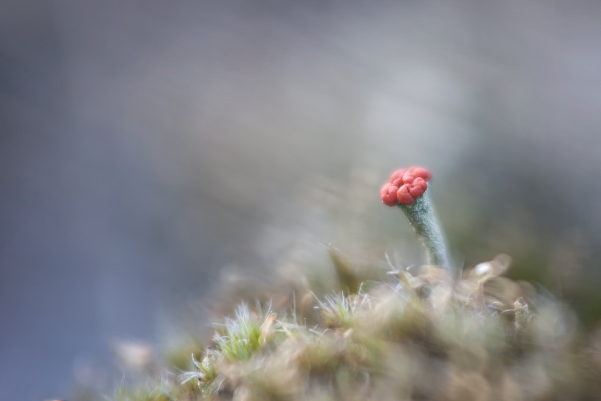 rotfruechtige Saülenflechte_8541Fo.jpg