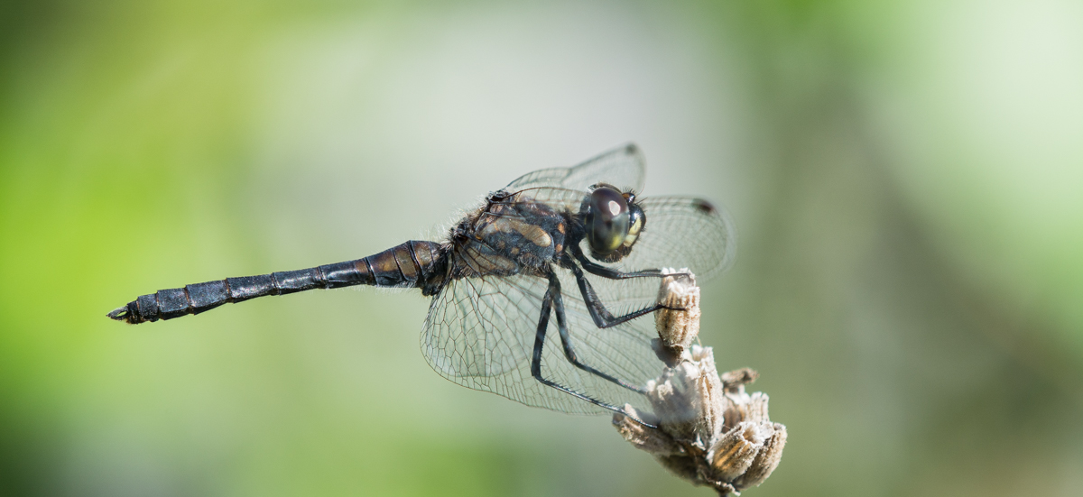 Schwarze  H_Libelle 4-5281.jpg