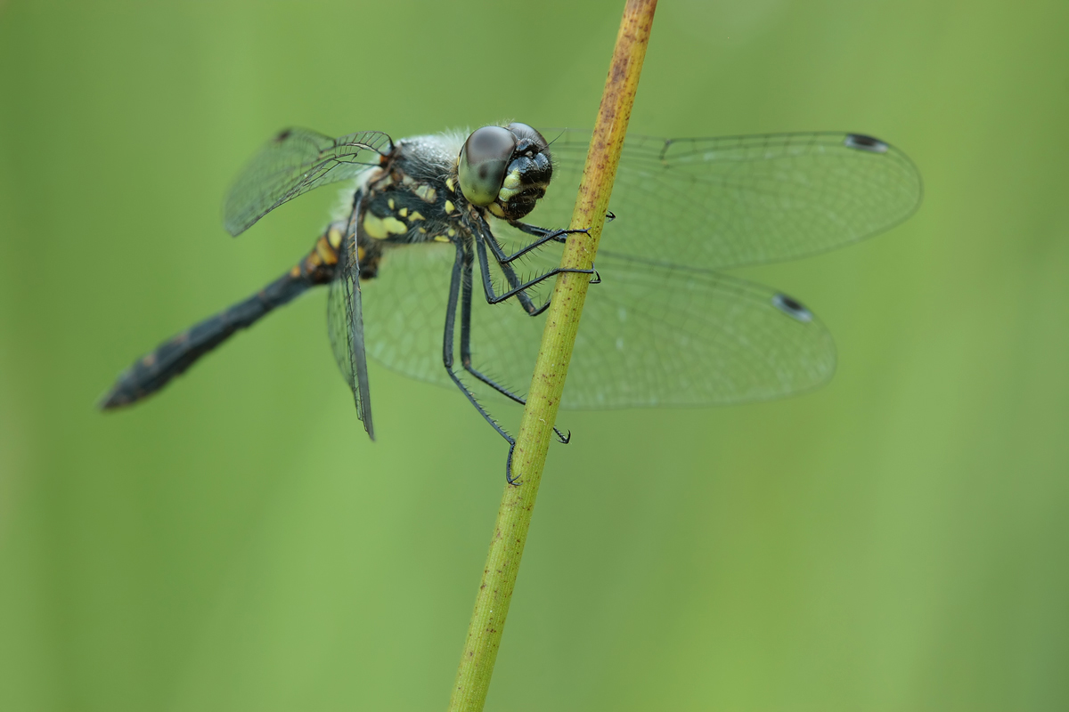 Sympetrum danae_m_IMG_3637a.jpg