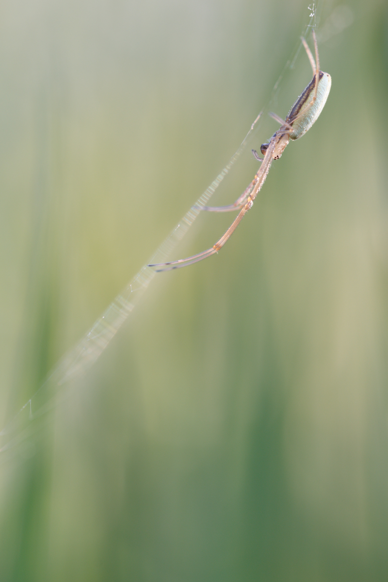 Streckerspinne_Original (1 von 1).jpg
