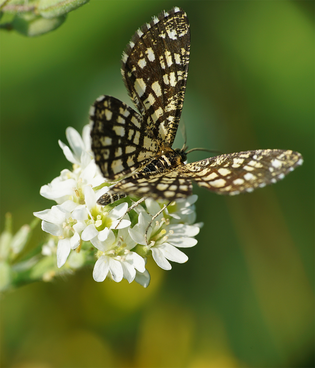 kleinerBraunerSchmetterling3_1200.JPG