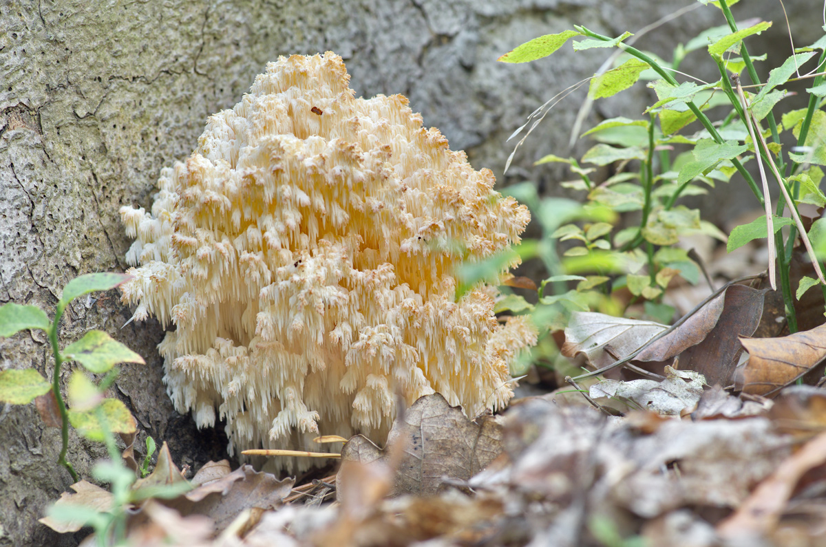 2015_10_09_bizarrer_Pilz_2737_01.jpg