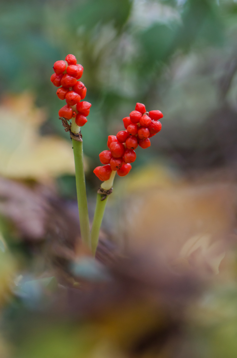 DSC_0065-1_filtered-1200-2.JPG