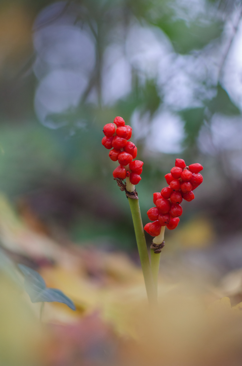 DSC_0098-1_filtered-1200.JPG
