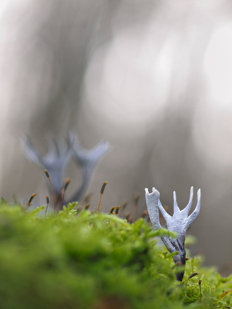 Xylaria-hypoxylon1_1-OG227314.jpg