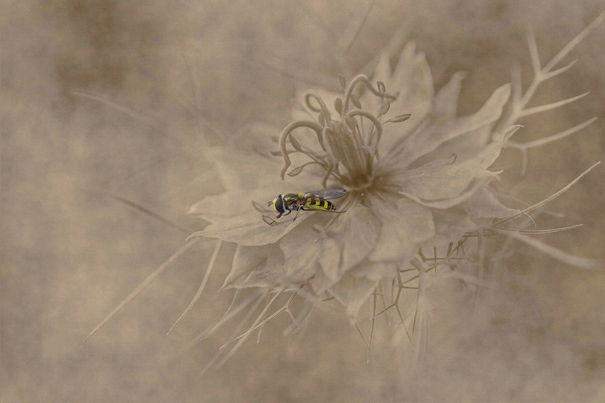 Nigella bearbeitet.jpg