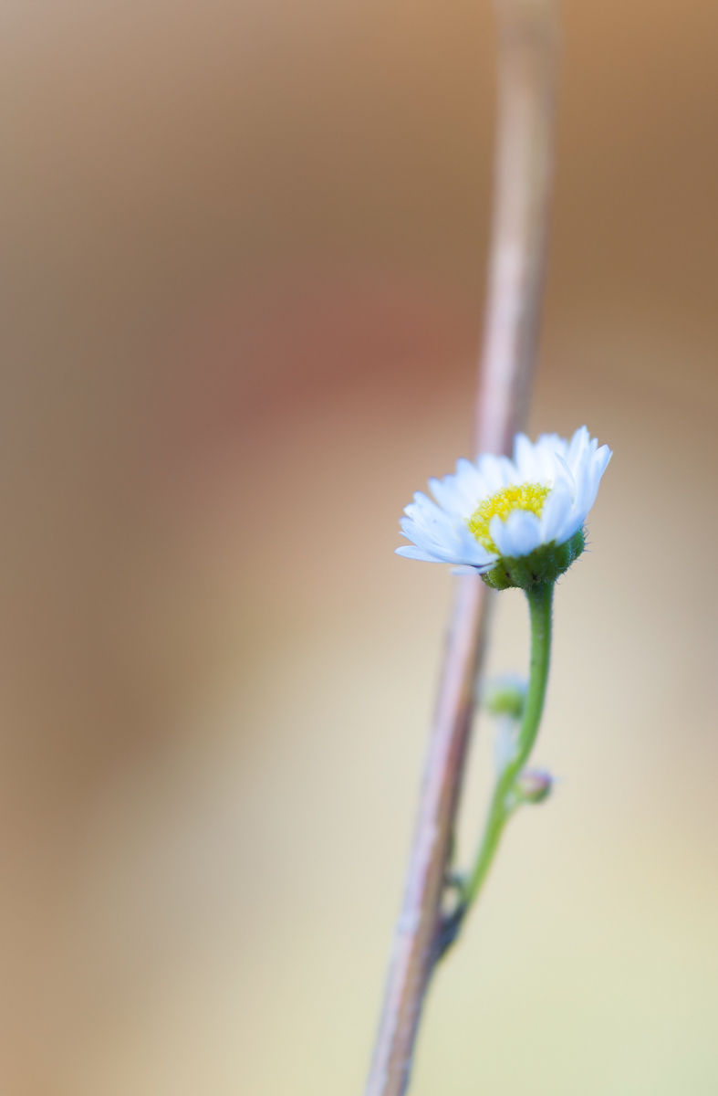 DSC_0638-b.jpg