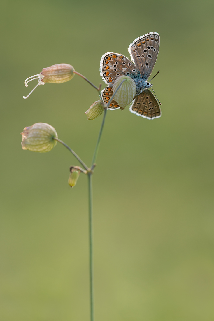 Herbstsonnenbad  web (f) ROW_6614.jpg