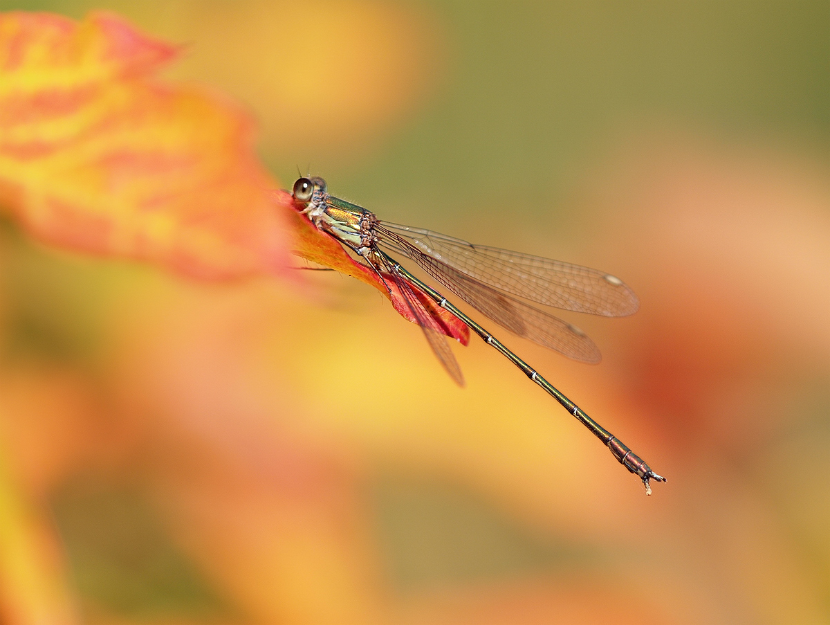 Lestes-viridis-og112685.jpg