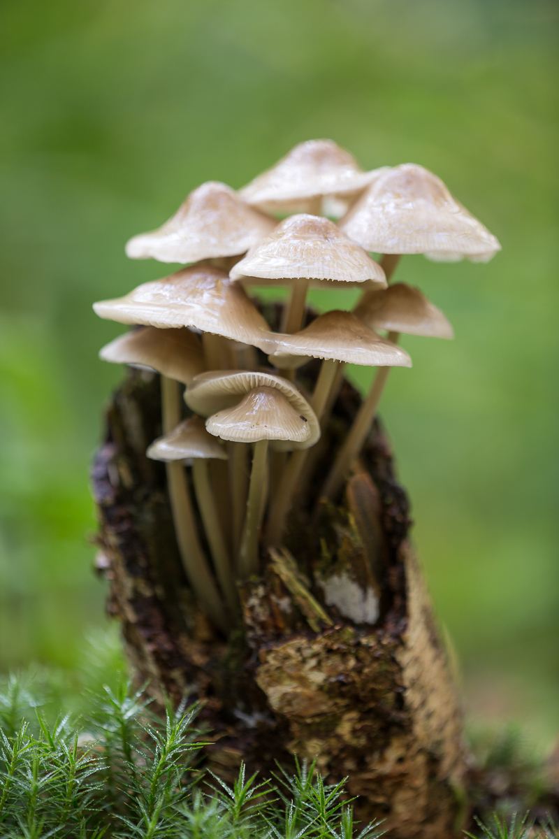 Pilze 1 (1 von 1).jpg