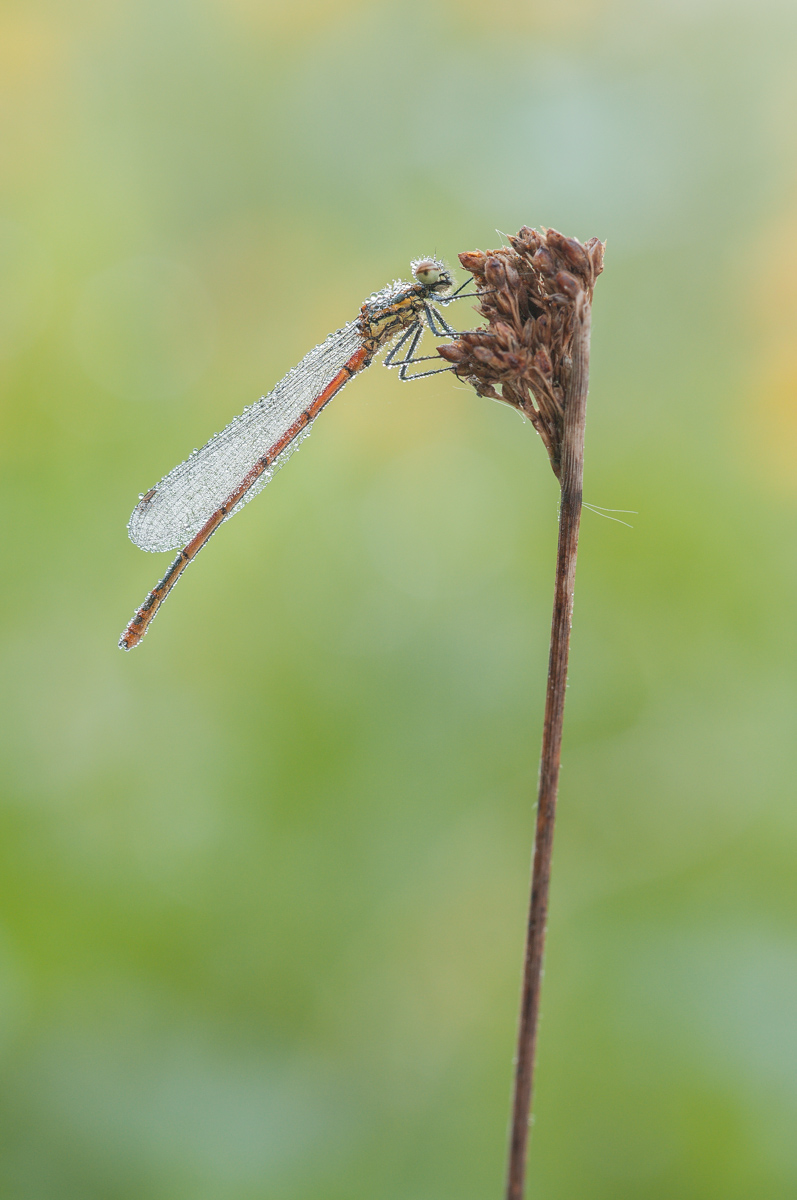 frühe Adonislibelle-0595.jpg