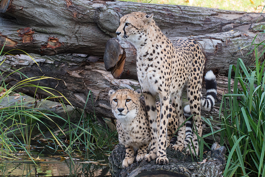 Gepard4_1.jpg
