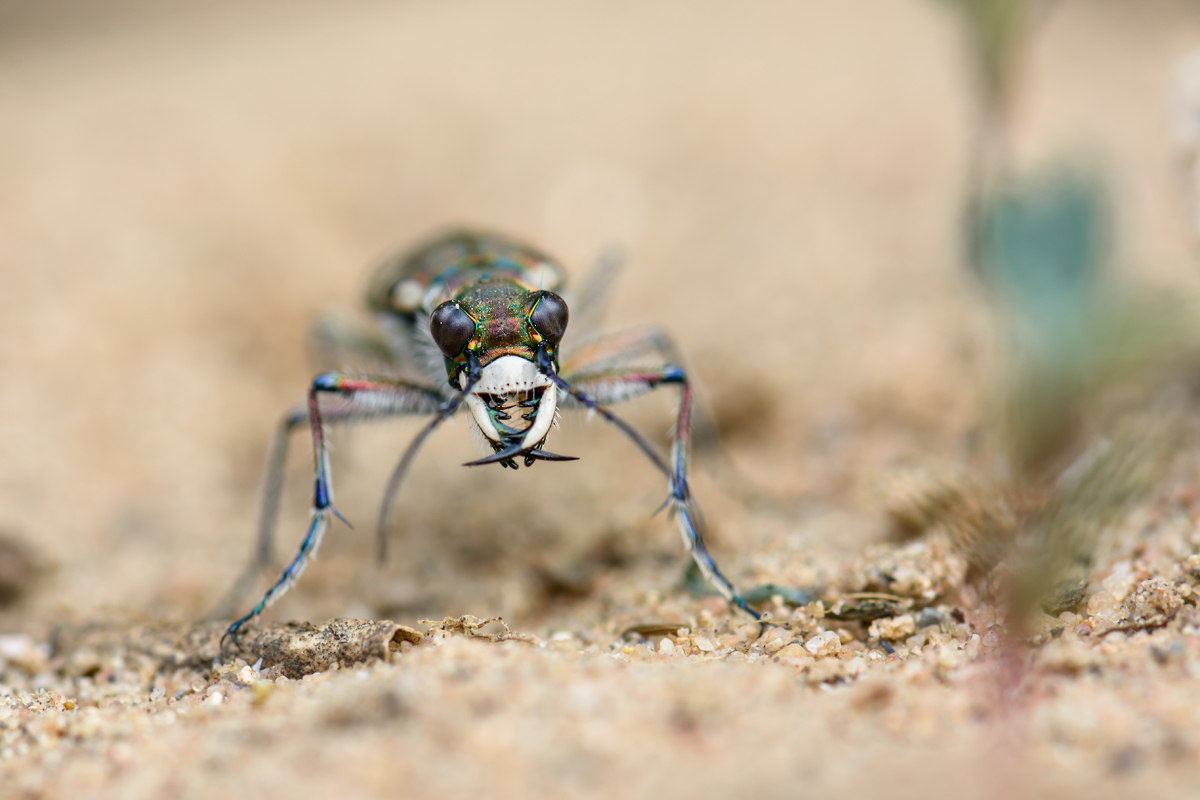 Mir-20150723-5967.jpg