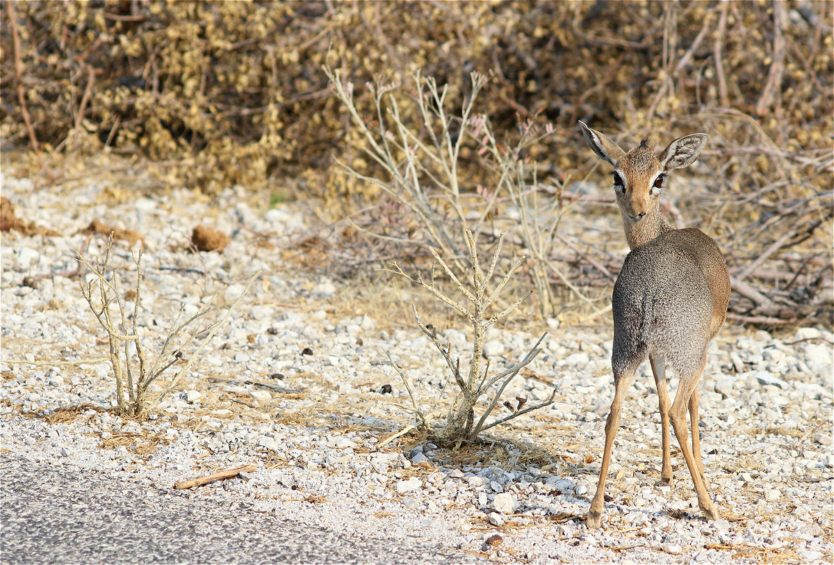 Kirk-dikdik01makro.jpg