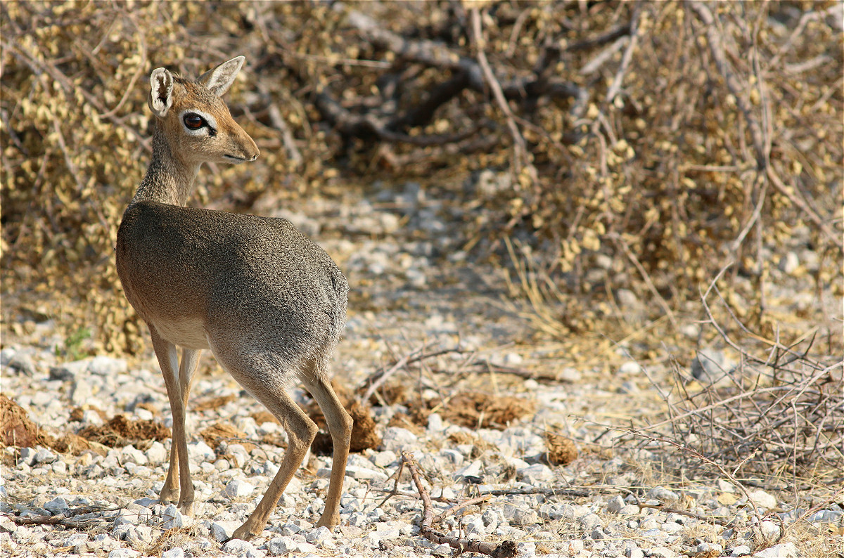 Kirk-dikdik02makro.jpg