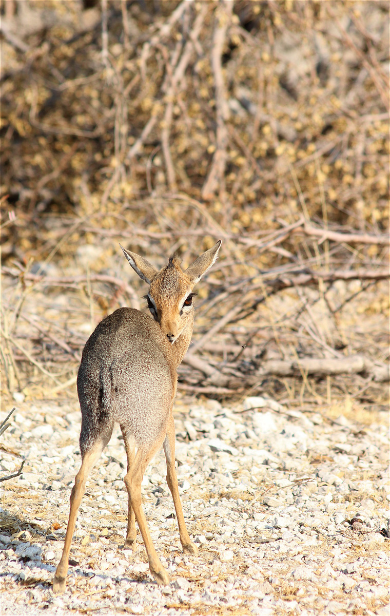 Kirk-dikdik03makro.jpg