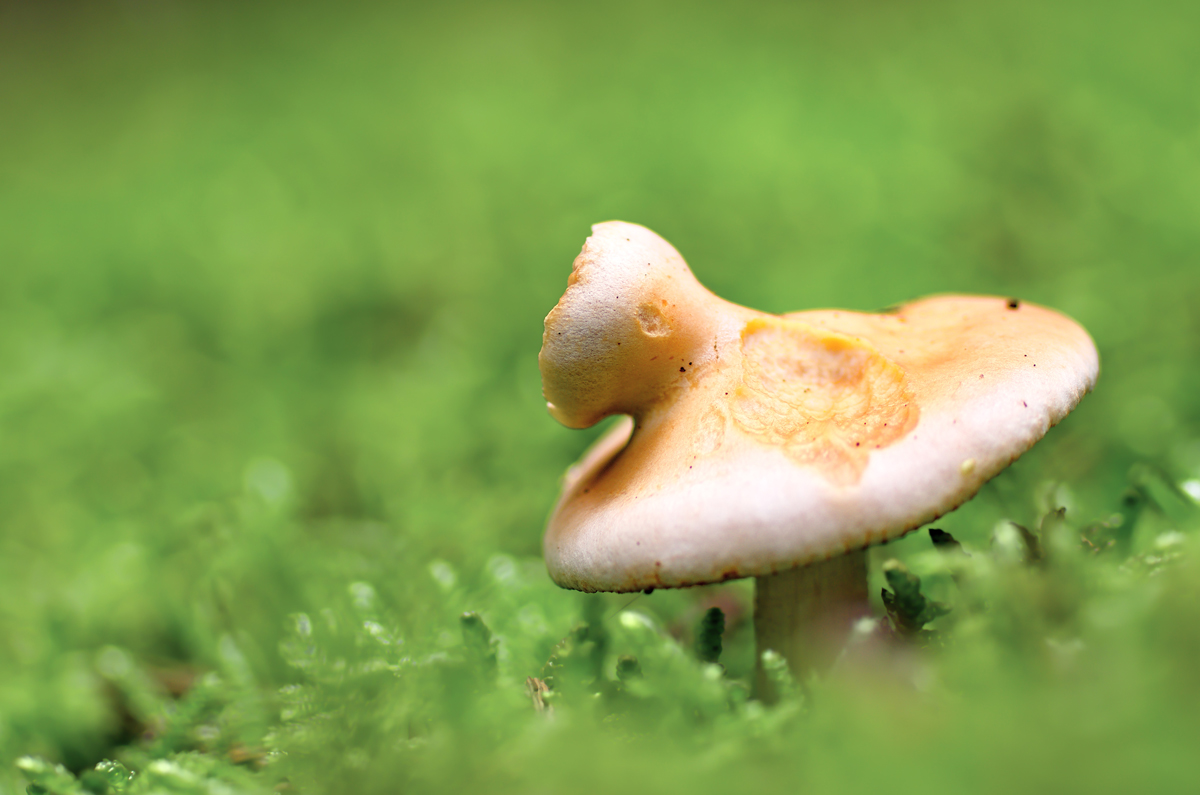 2015_11_01_deformierter_Pilz_2814_02.jpg
